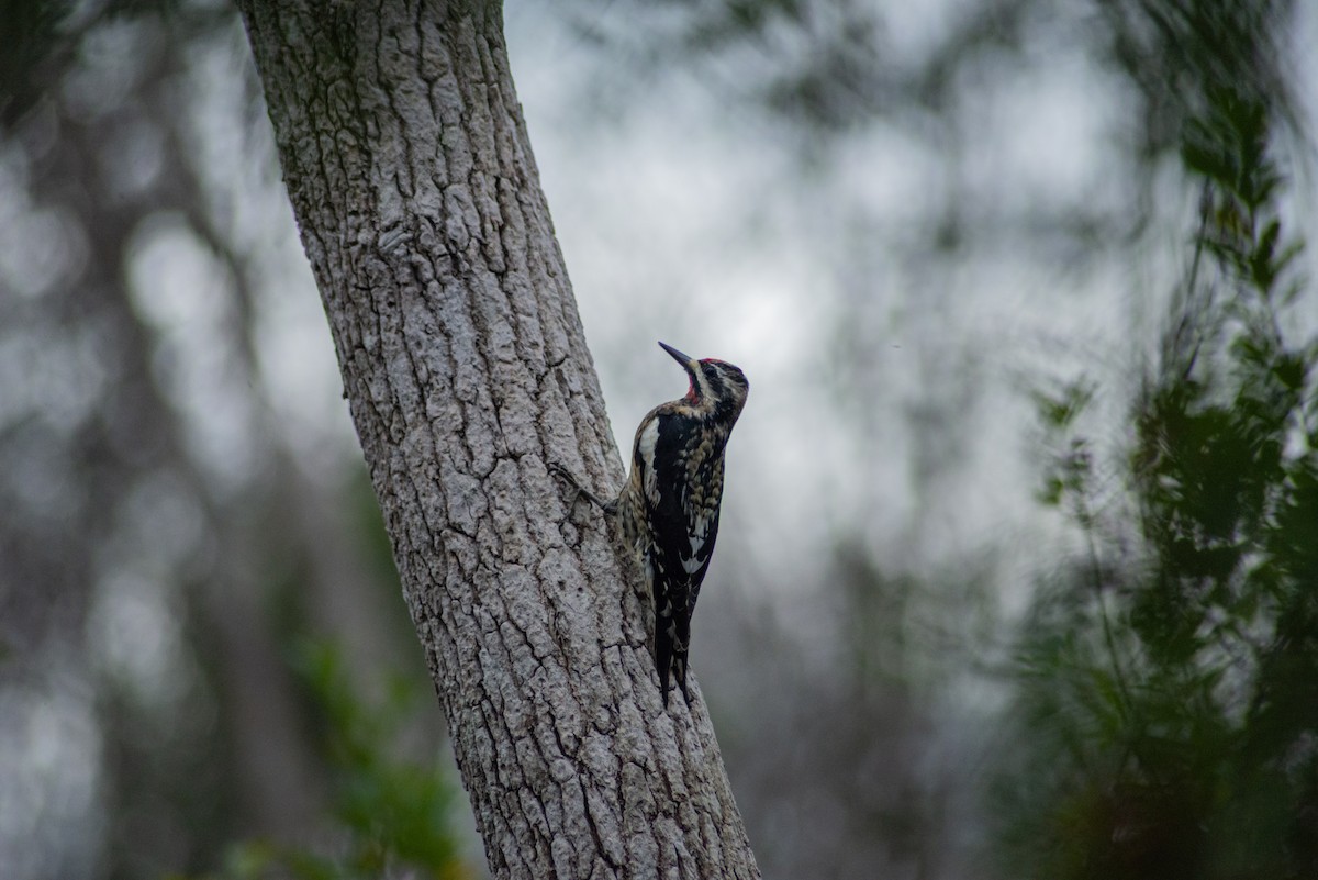 Yellow-bellied Sapsucker - ML309258481