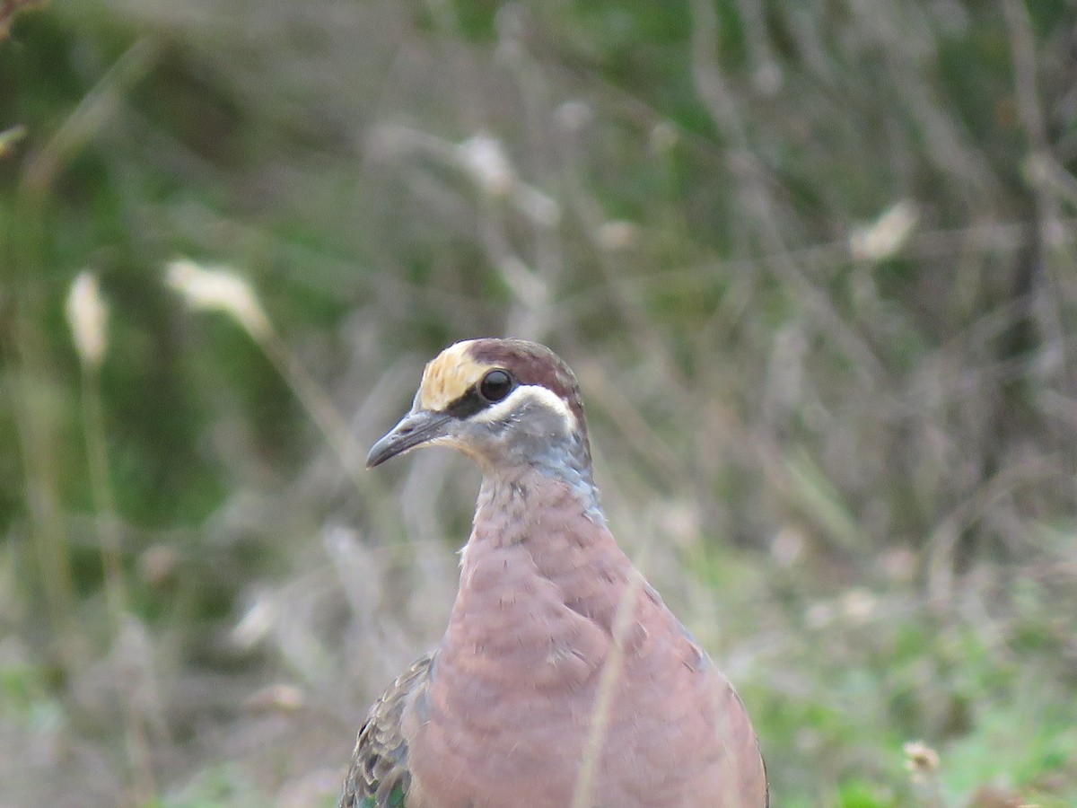 Common Bronzewing - ML309261471