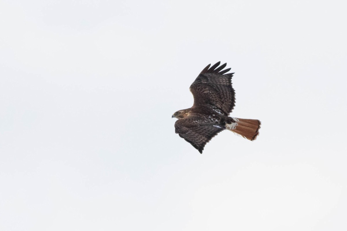 Red-tailed Hawk - ML309262071