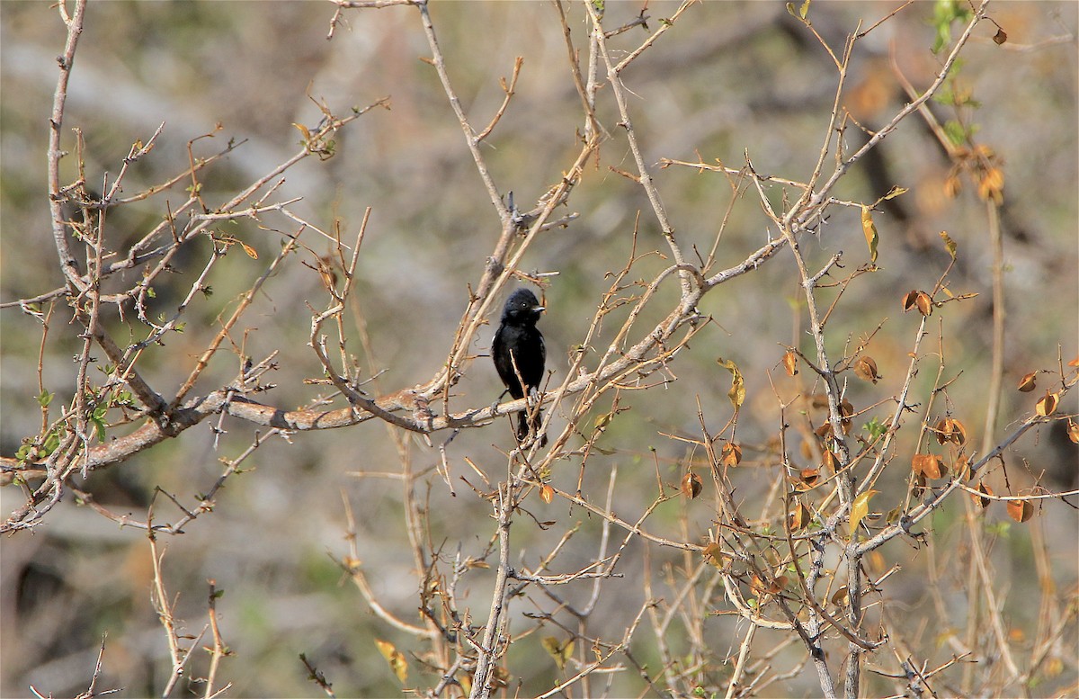 Carp's Tit - ML309264001