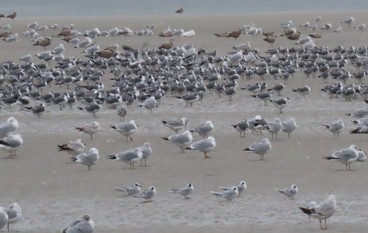 Glaucous Gull - Sam Cooper