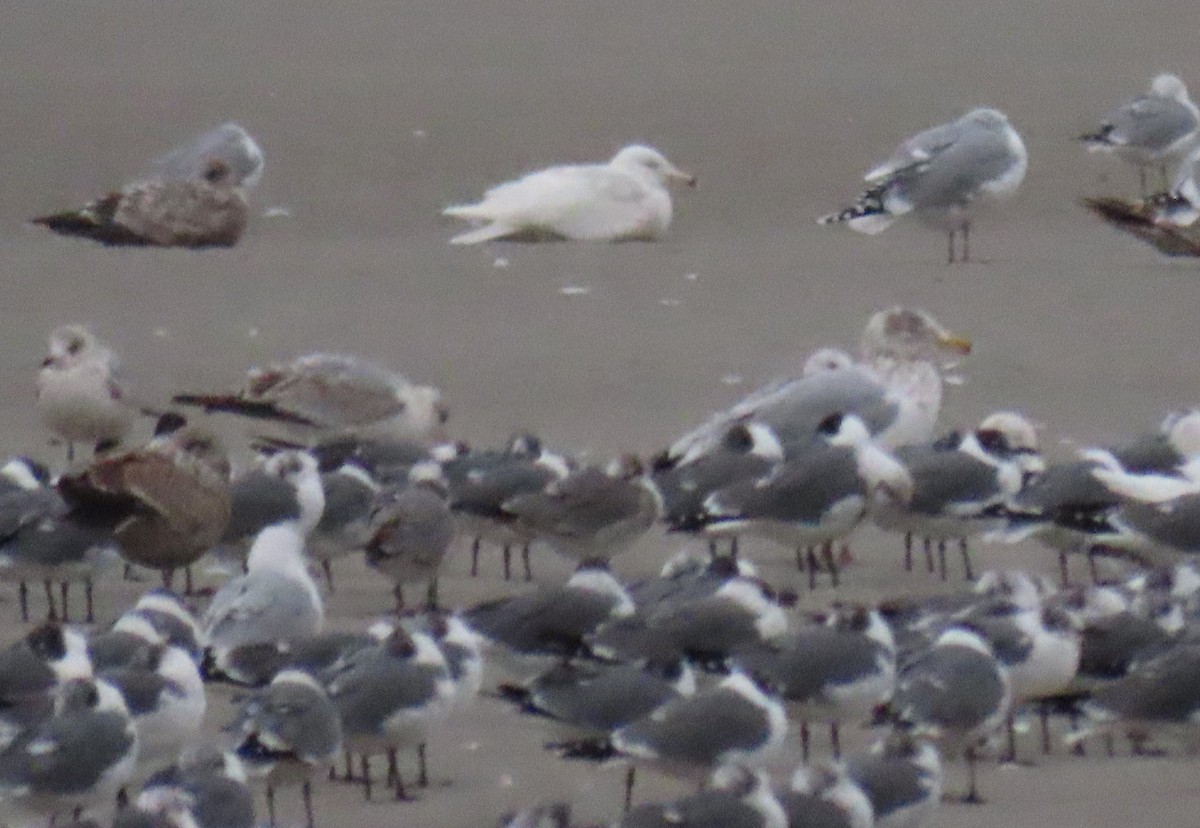 Glaucous Gull - ML309265671