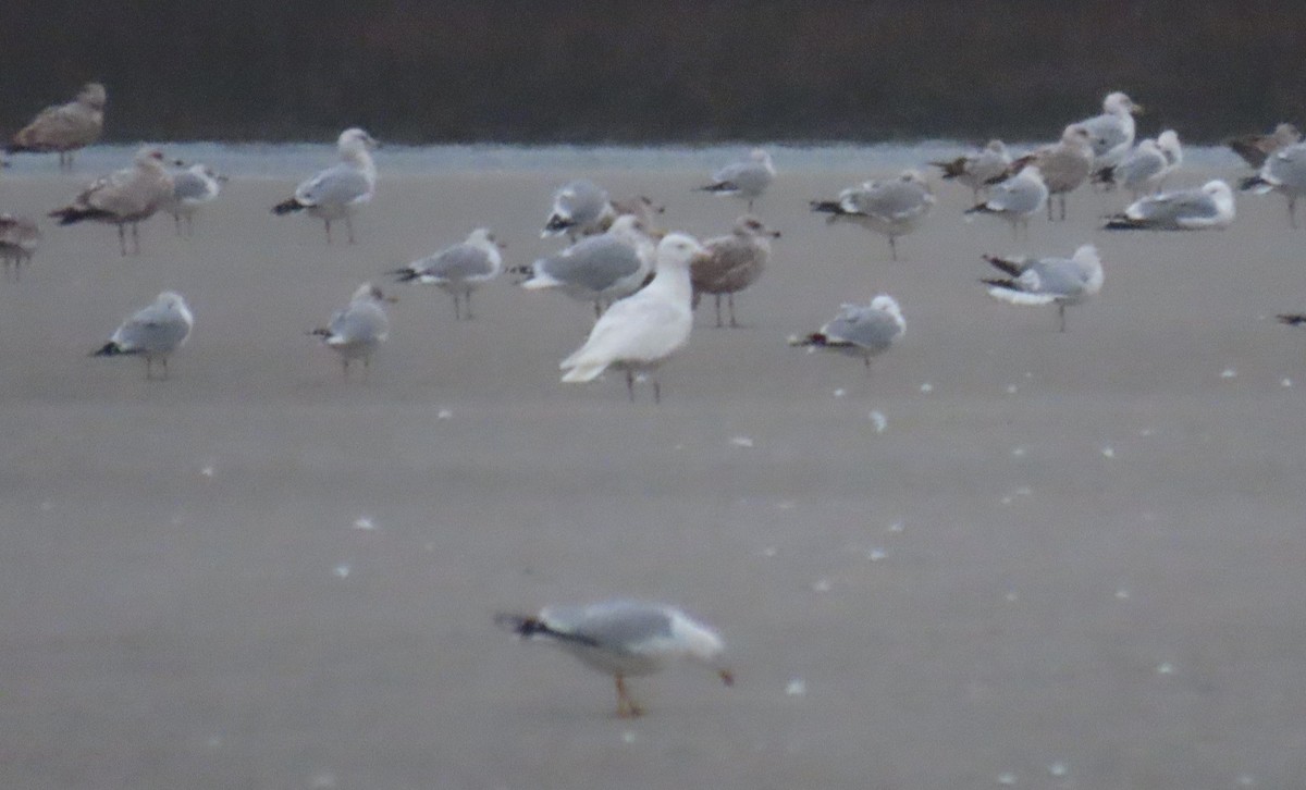 Glaucous Gull - ML309265731