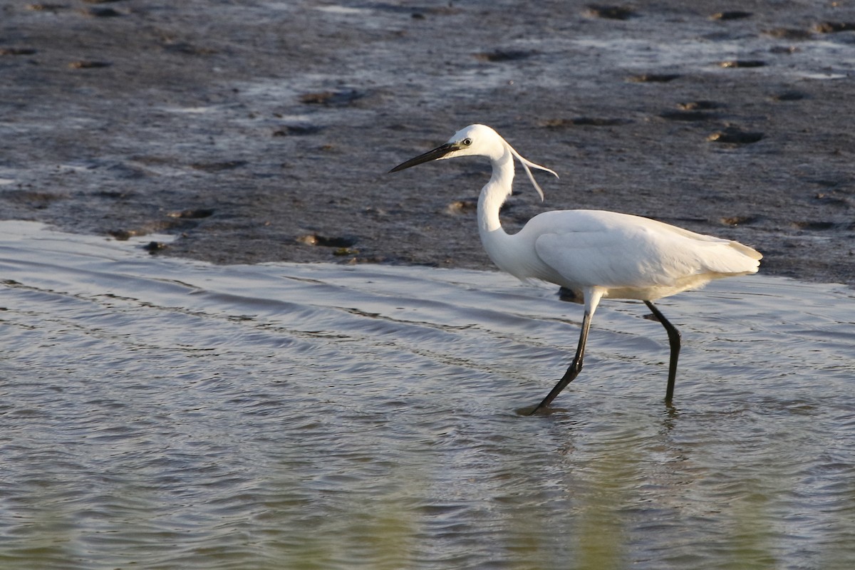 Little Egret - Laura Keene