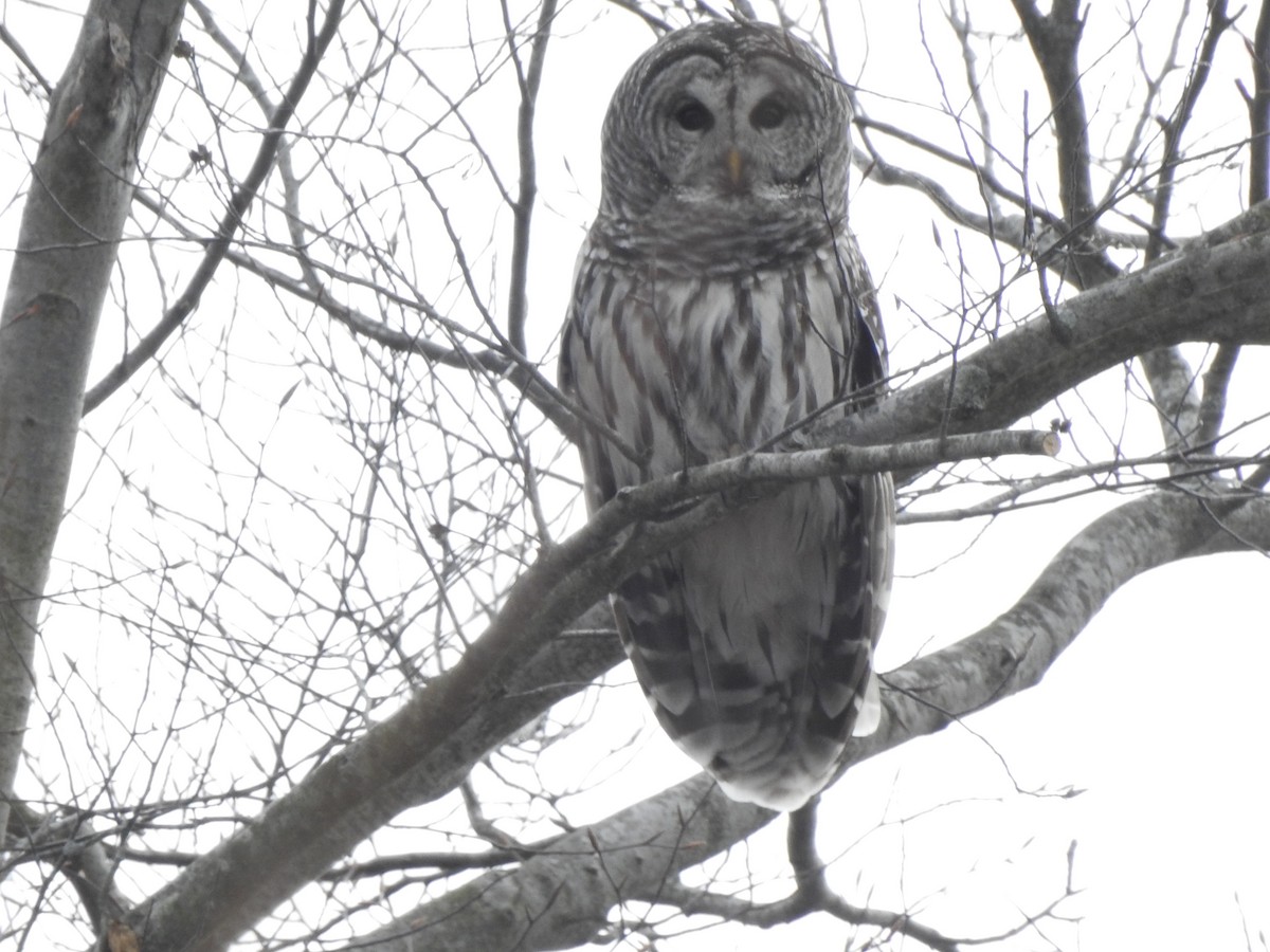 Barred Owl - Ken Sapkowski