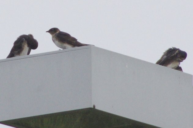 Purple Martin - ML309266941