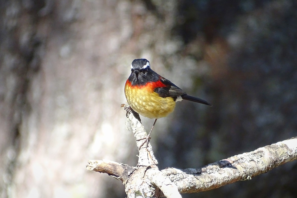 Collared Bush-Robin - u7 Liao