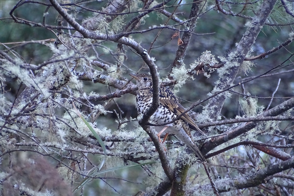 White's Thrush - ML309271131