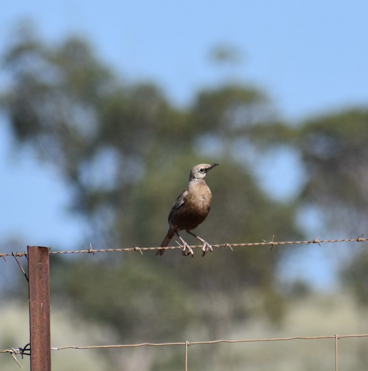 Brown Songlark - ML309271531