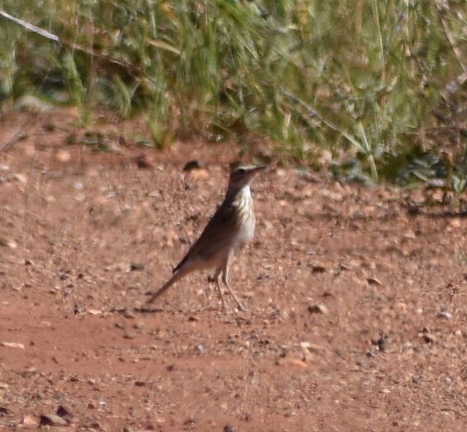 Australian Pipit - ML309271661
