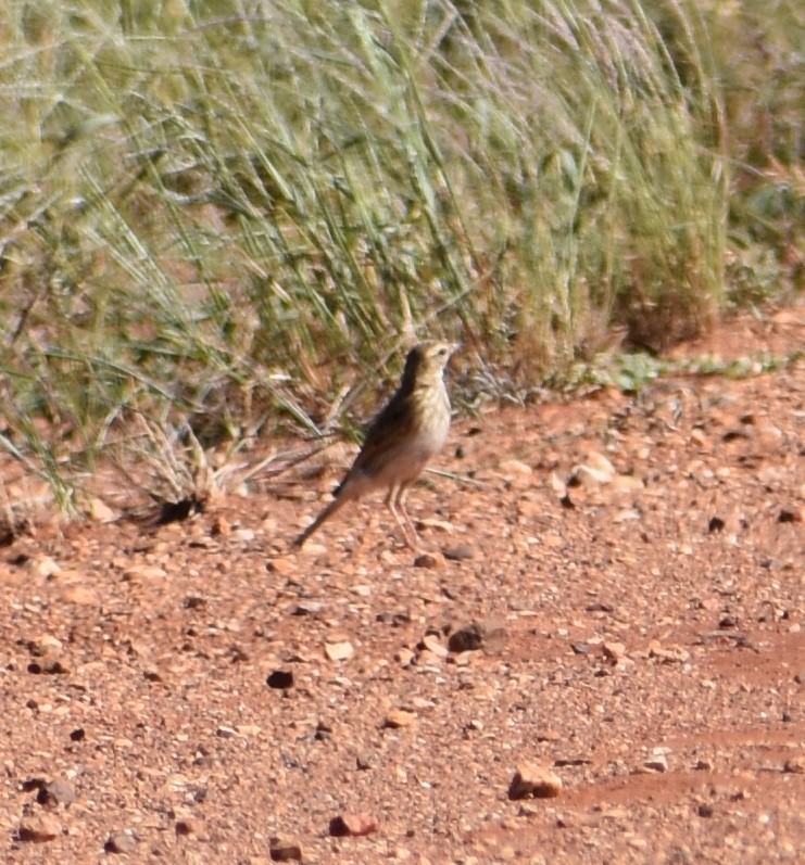 Australian Pipit - ML309271671