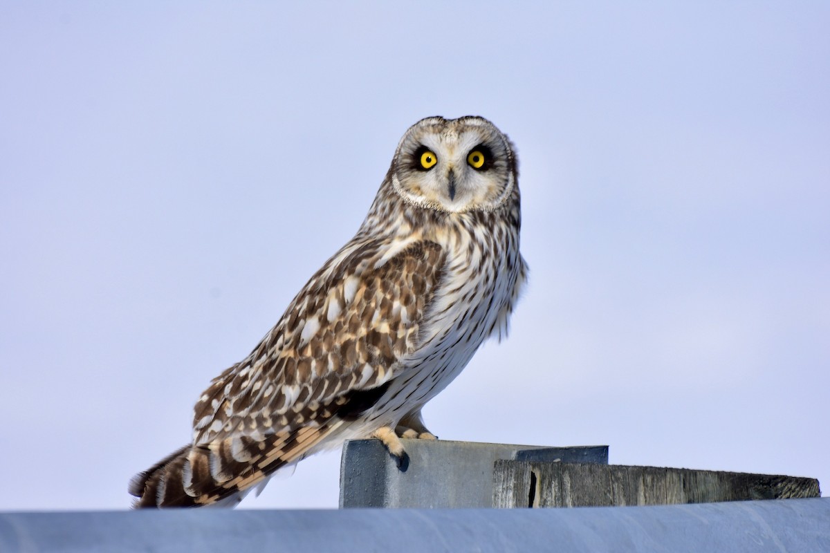 Short-eared Owl - ML309272191