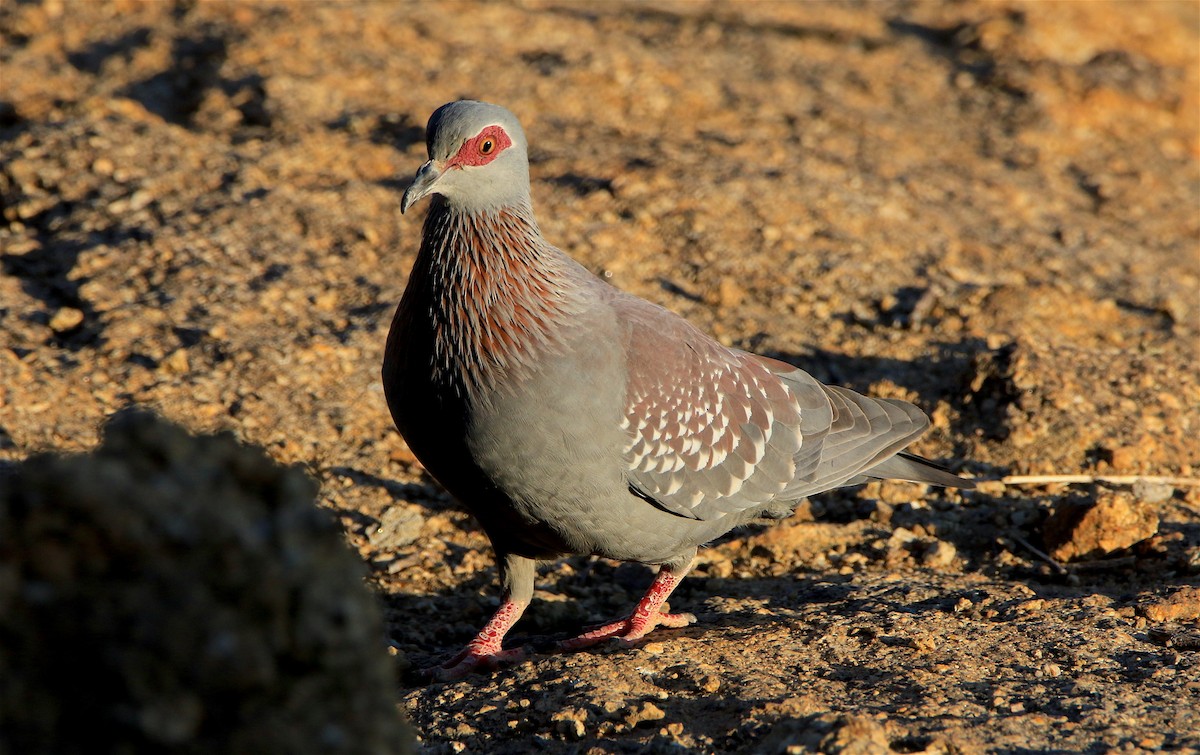 Pigeon roussard - ML309274251