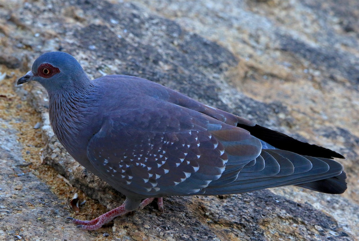 Pigeon roussard - ML309274271