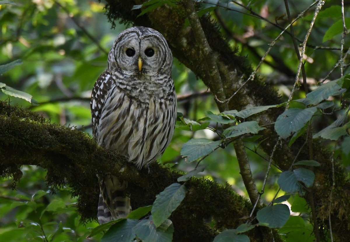 Barred Owl - ML309274301