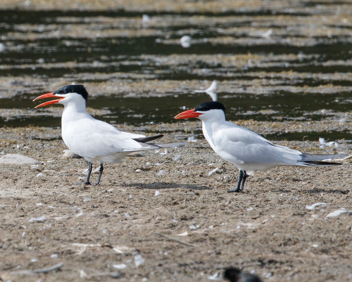 Caspian Tern - Jeff Stacey