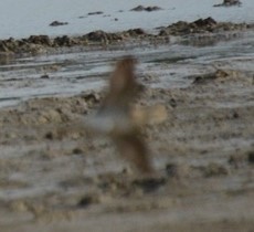 Oriental Plover - ML309277381