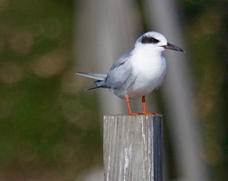 Forster's Tern - ML30928081