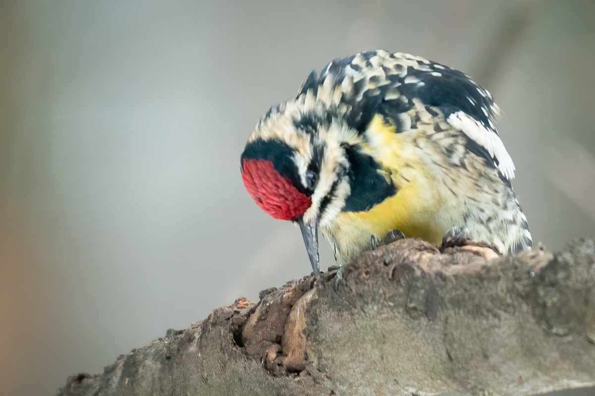 Yellow-bellied Sapsucker - Christine Goddard