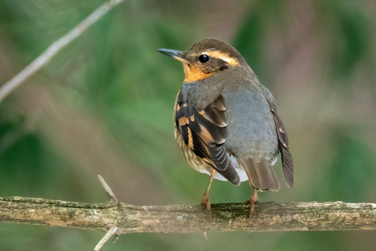 Varied Thrush - ML309285391