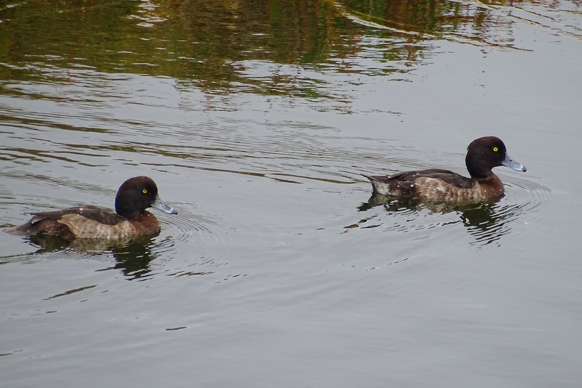 Tufted Duck - ML309287661