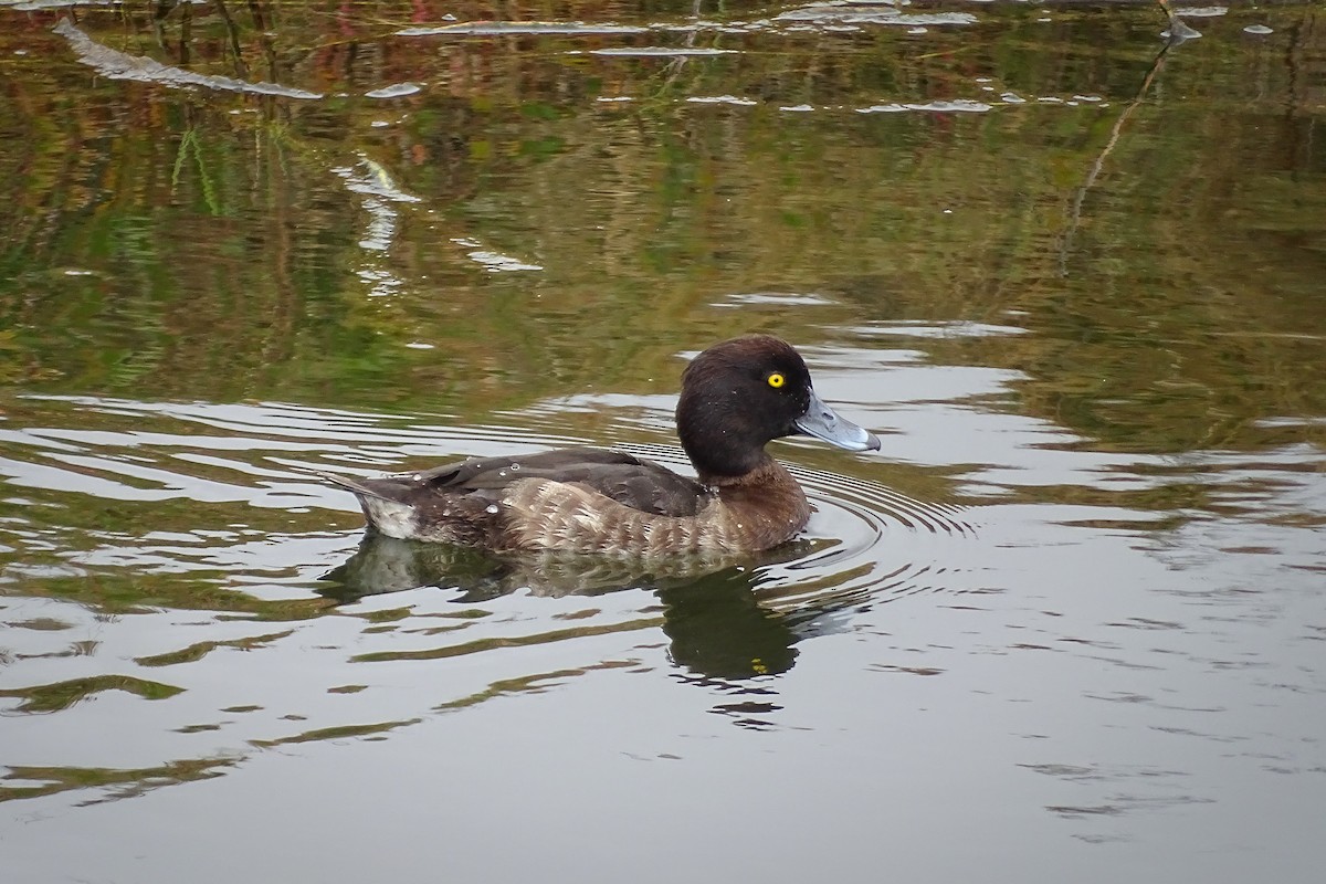 Tufted Duck - ML309287681