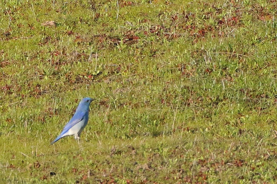 Mountain Bluebird - ML309288201