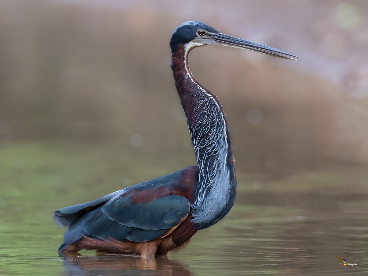 Agami Heron - ML309288601