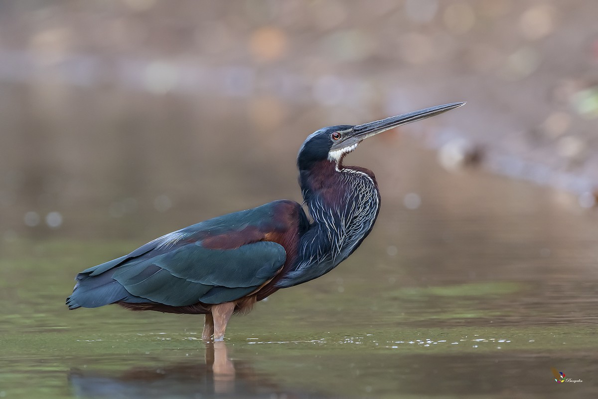 Agami Heron - ML309288651