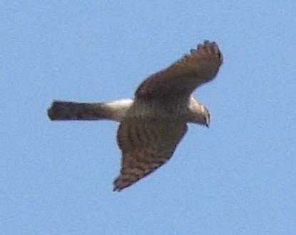 Japanese Sparrowhawk - ML309288721