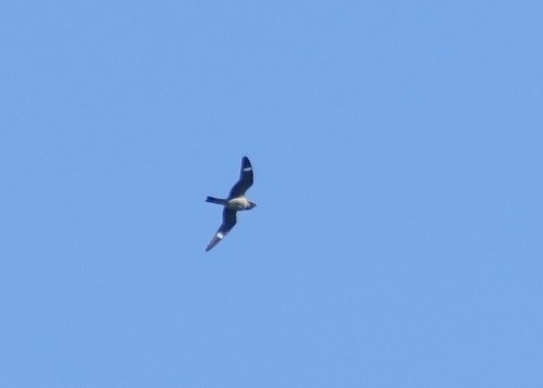 Common Nighthawk - Diane Stinson