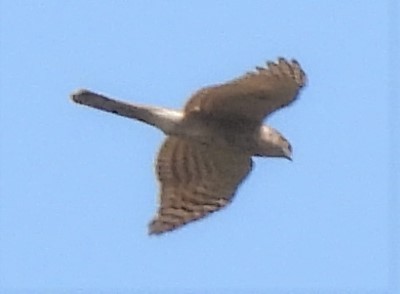 Japanese Sparrowhawk - ML309288771