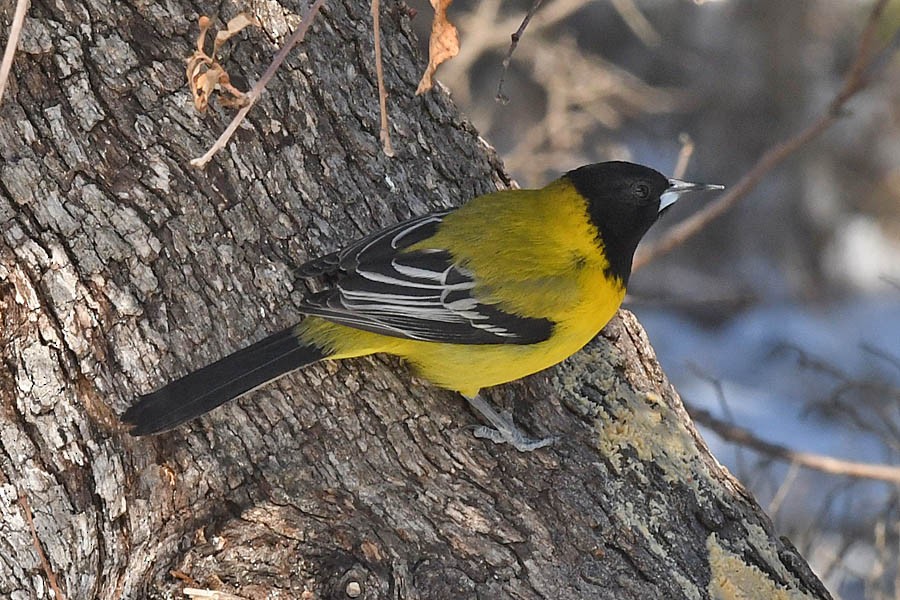 Audubon's Oriole - ML309289801