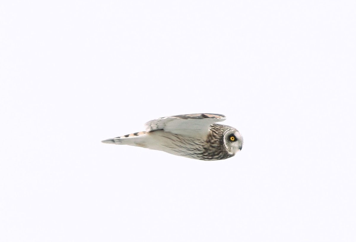 Short-eared Owl - ML309290281