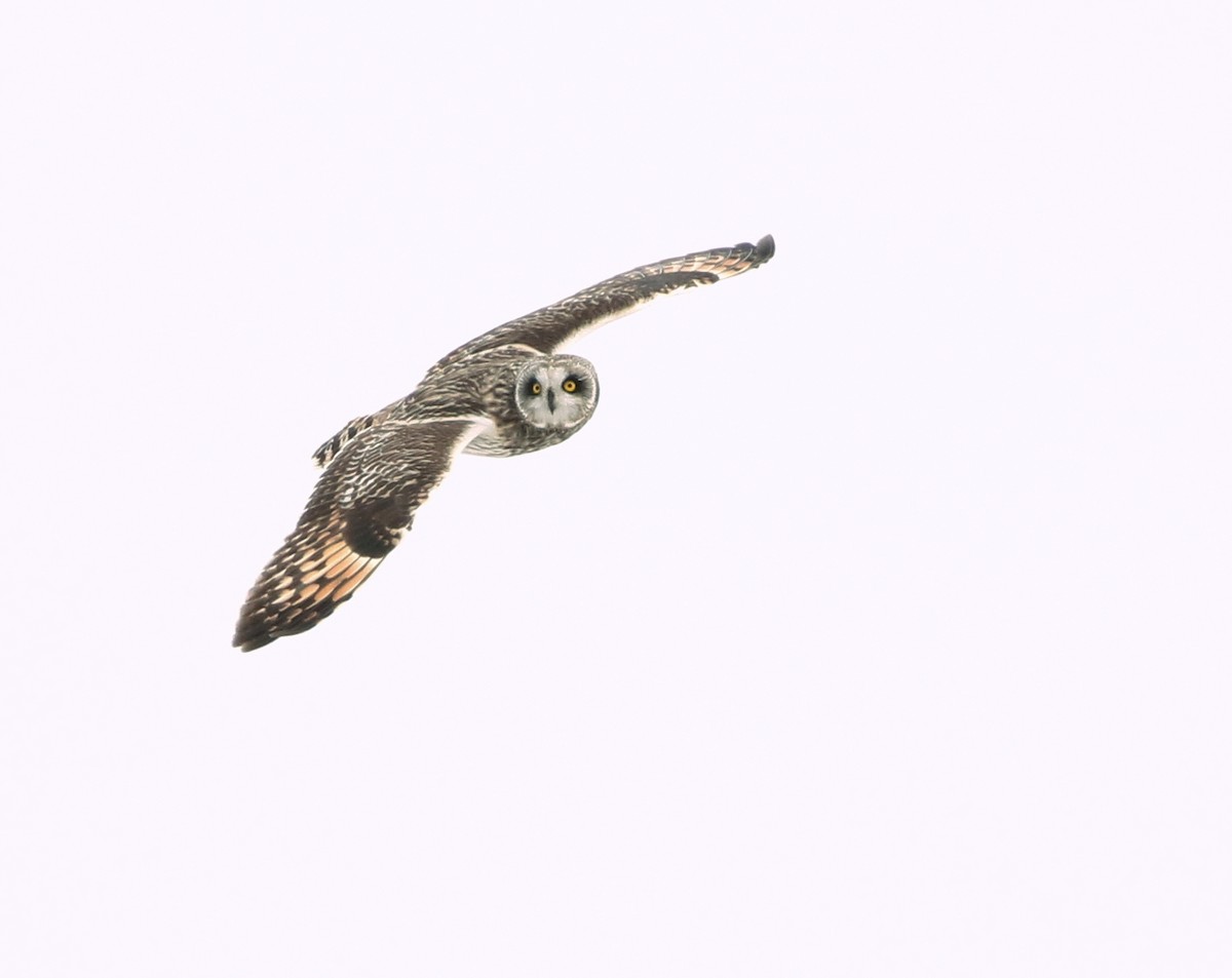 Short-eared Owl - ML309290321