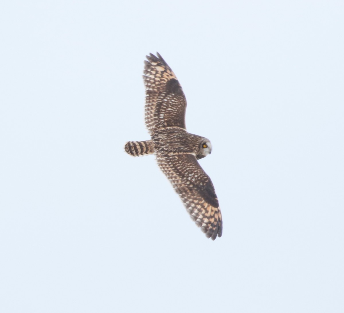Short-eared Owl - ML309290371