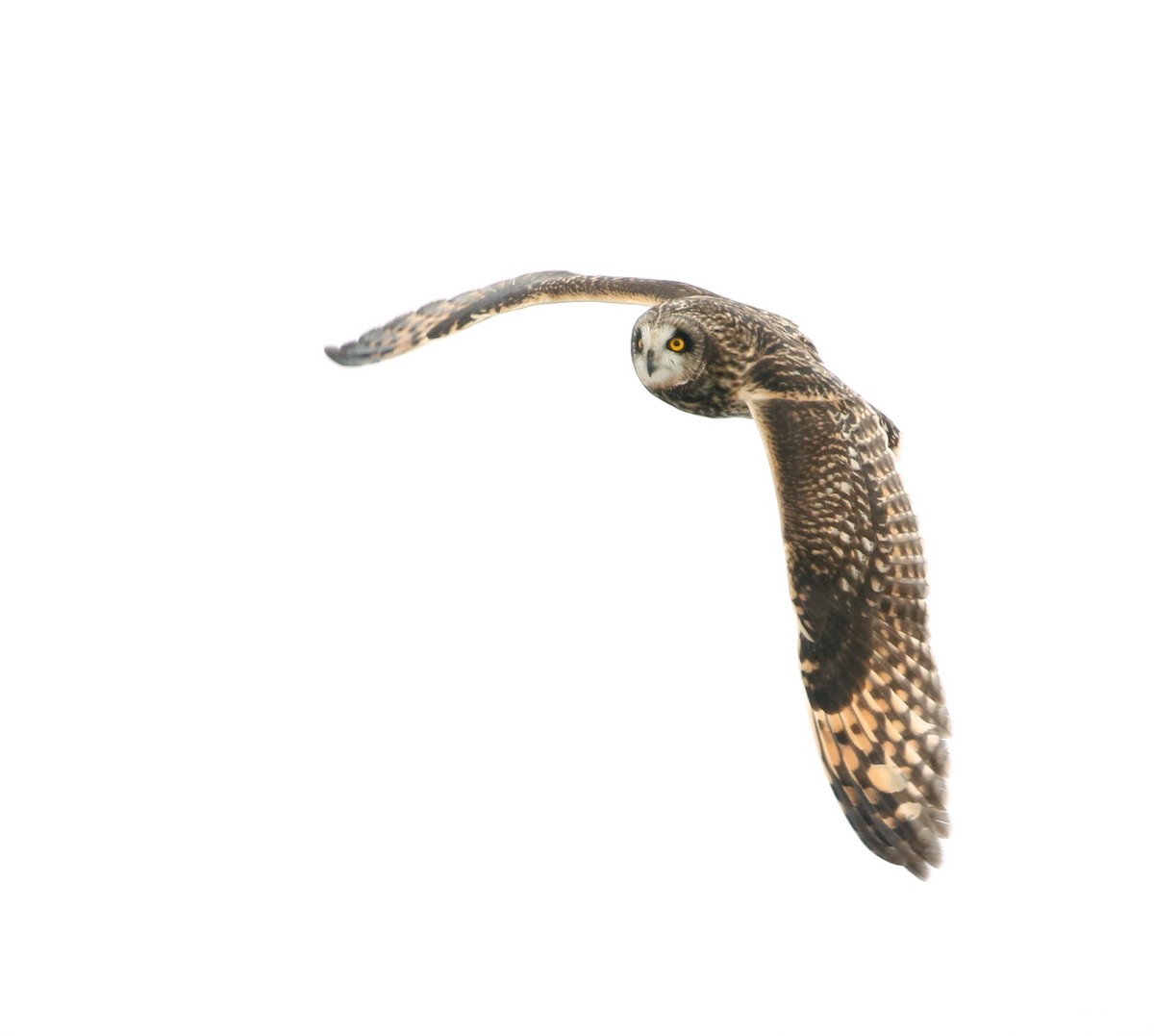 Short-eared Owl - ML309290381