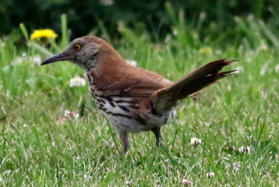 Brown Thrasher - Jon G.