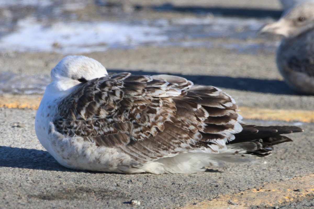 Great Black-backed Gull - ML309291361