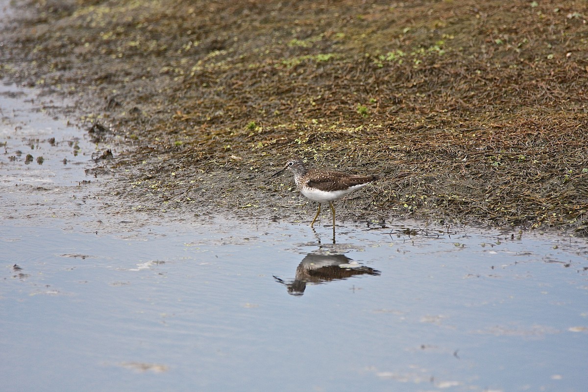 eremittsnipe - ML30929511