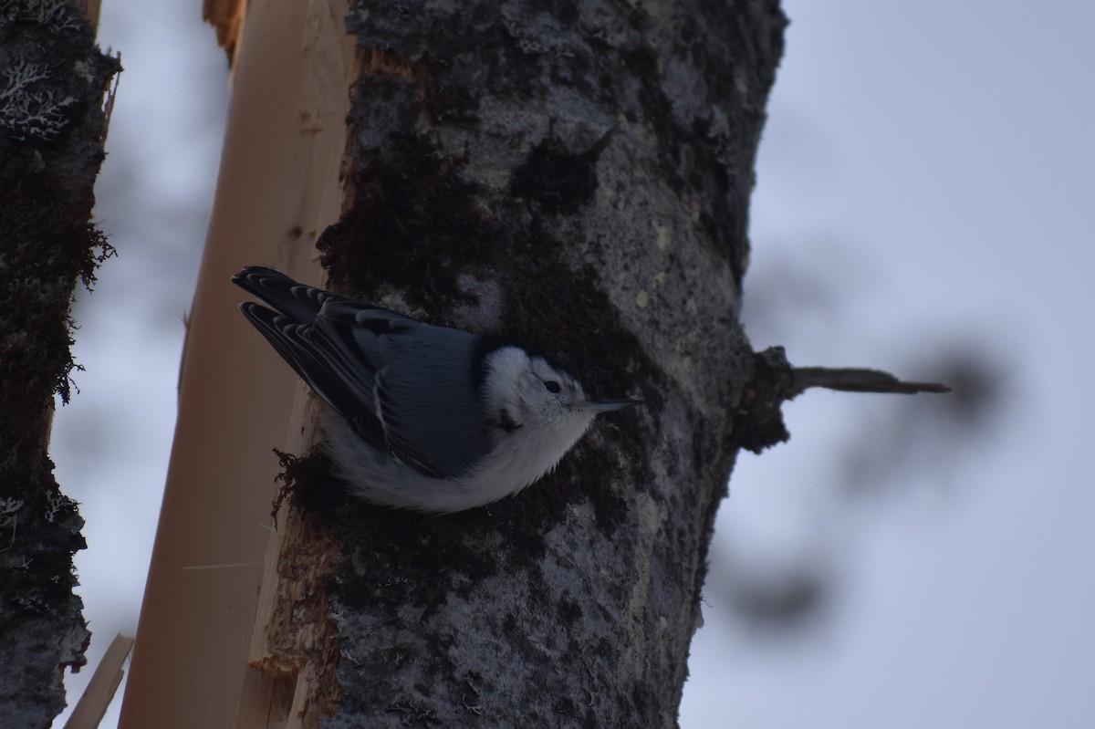 White-breasted Nuthatch - Sebastian Benedetto