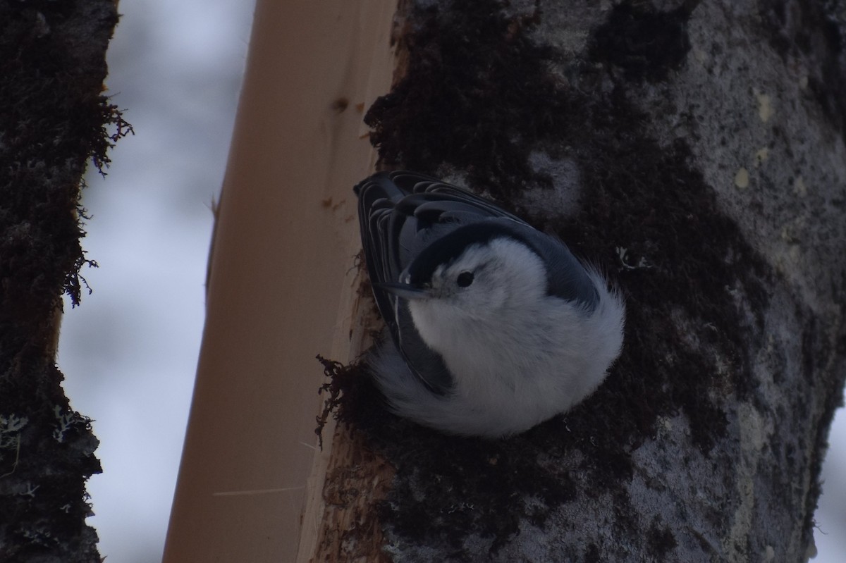 White-breasted Nuthatch - Sebastian Benedetto
