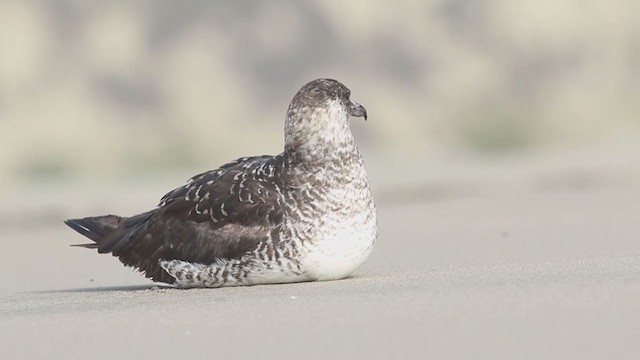 Pomarine Jaeger - ML309296581