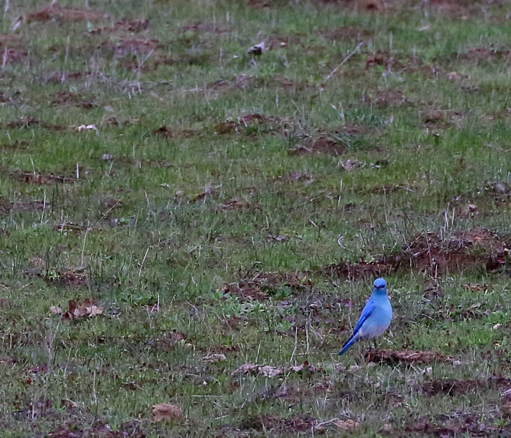 Mountain Bluebird - ML309296651