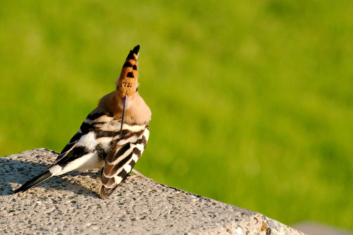 Eurasian Hoopoe - ML309296691