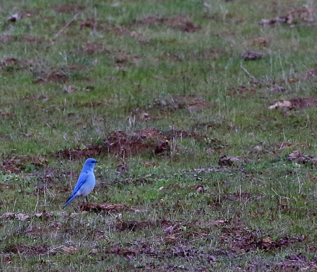Mountain Bluebird - ML309296711