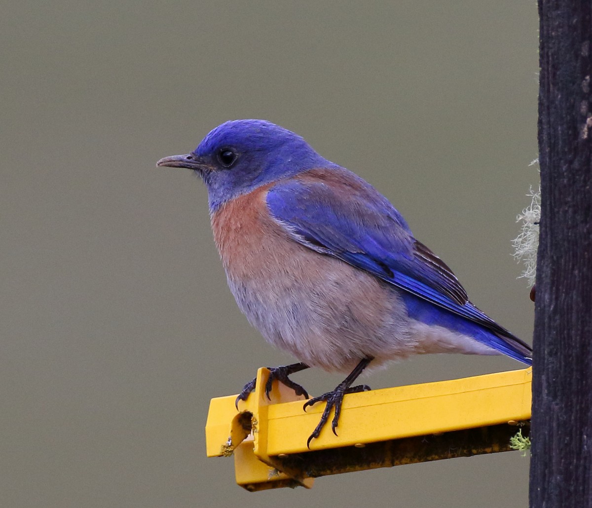 Western Bluebird - ML309296951