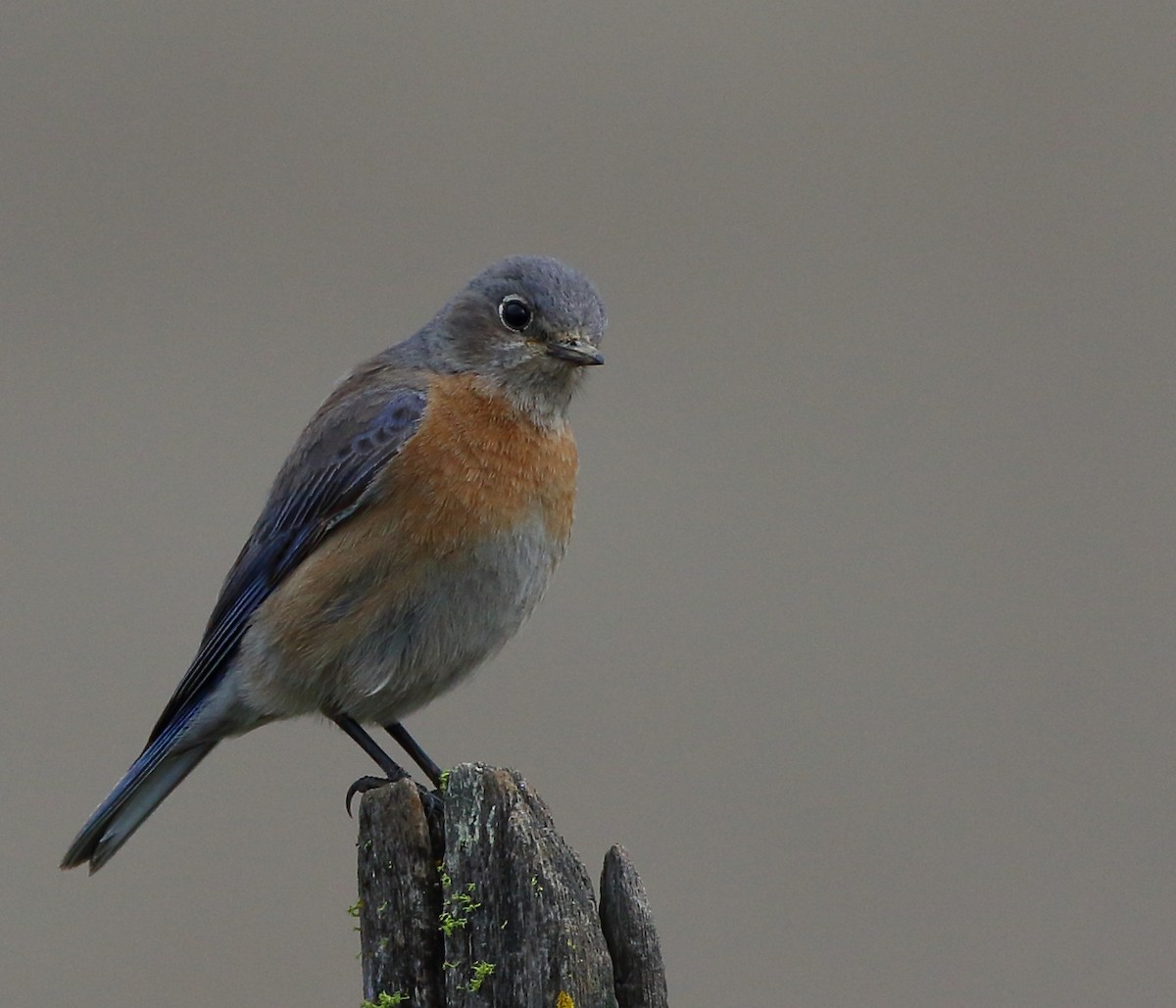 Western Bluebird - ML309297011