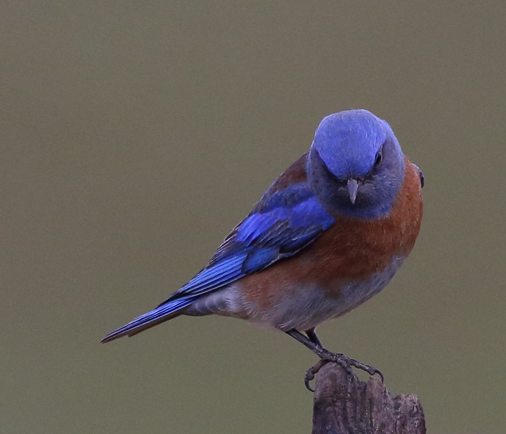 Western Bluebird - ML309297051
