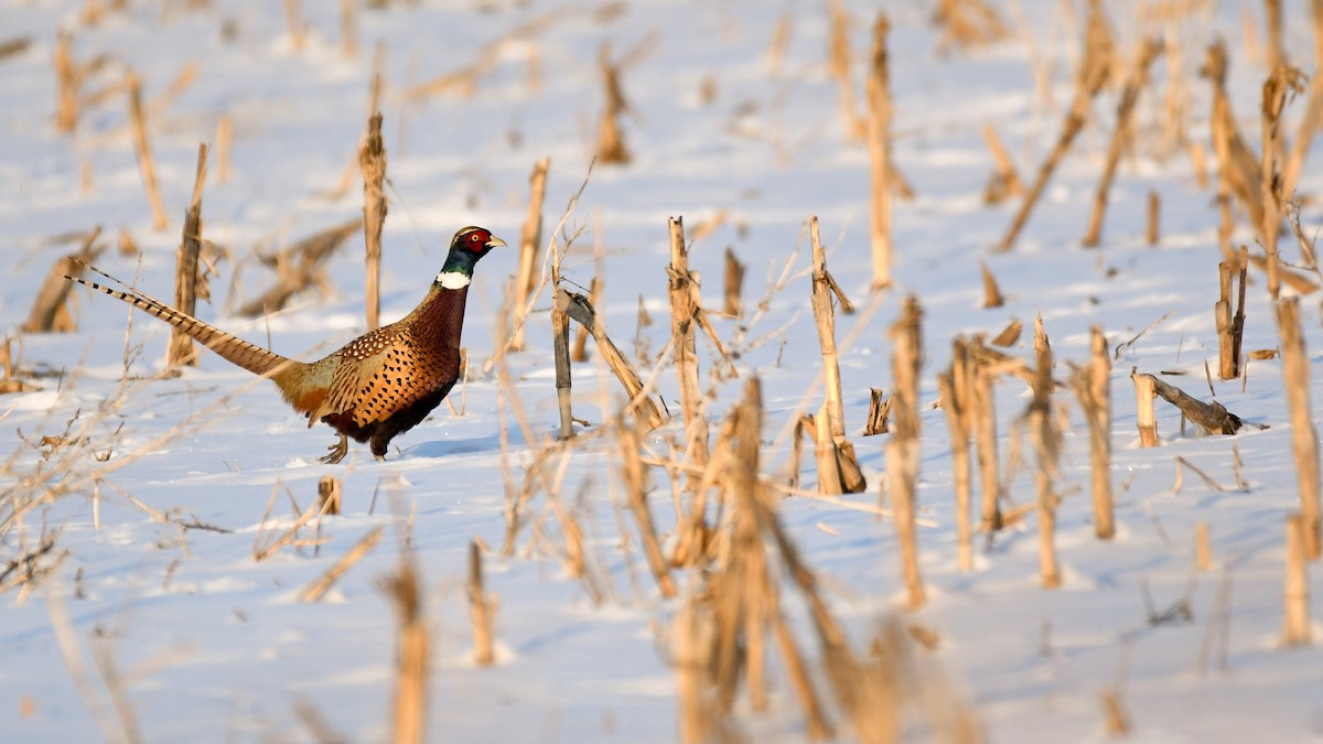 Ring-necked Pheasant - Brent Barnes